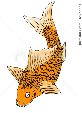 carp 64754661