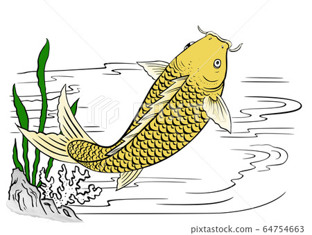 Koi carp Koi carp 64754663