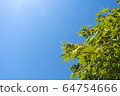 新綠色天空夏天 64754666