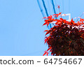 藍天紅 64754667