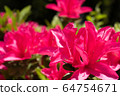 映山紅 64754671