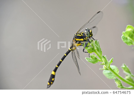 香山 香山 64754675