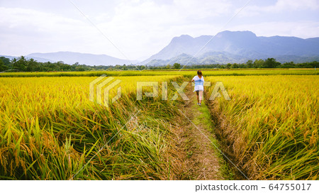 Asian women travel Rice fields Golden yellow On the mountains in the holiday. Asian women travel Rice fields Golden yellow On the mountains in the holiday. 64755017
