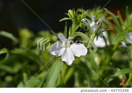 White Garden lobelia 64755266