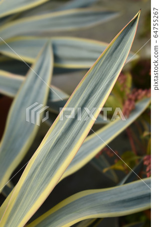 Variegated Spanish dagger 64755267