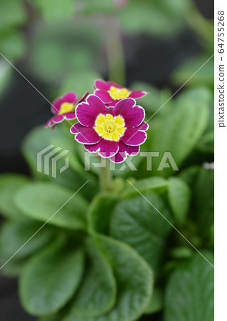 Primrose Victoriana 64755268