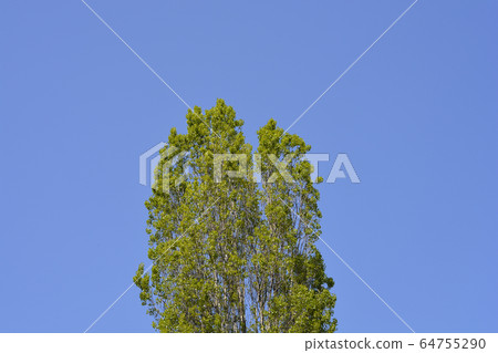 Lombardy poplar Lombardy poplar 64755290