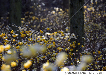 Mitsumata的殖民地 Mitsumata的殖民地 64755300