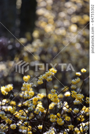 Colony of Mitsumata 64755302