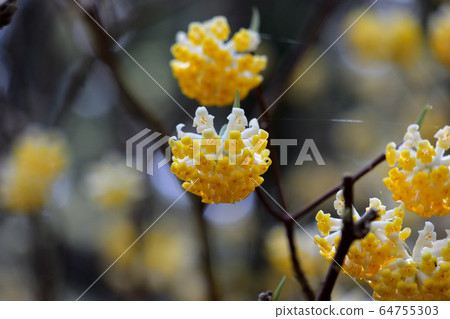 Colony of Mitsumata 64755303