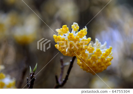 Colony of Mitsumata 64755304