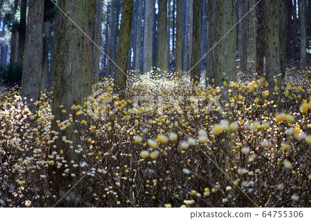 Mitsumata的殖民地 64755306