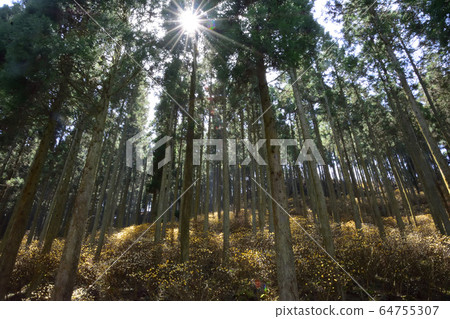 Mitsumata的殖民地 Mitsumata的殖民地 64755307