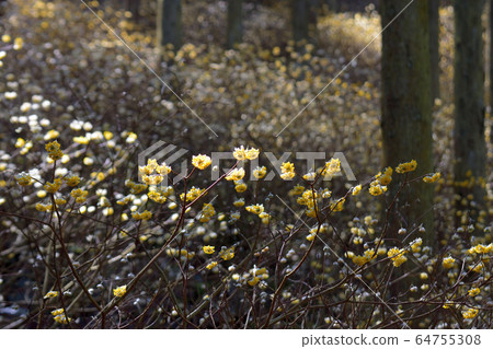 Mitsumata的殖民地 64755308