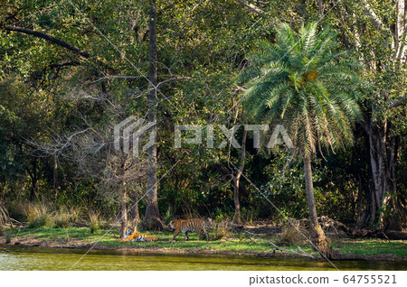 Wild tigers territorial fighting each other. action image of two tigers fight near beautiful lake and scenic location at ranthambore national park or tiger reserve, rajasthan, india - panthera tigris 64755521