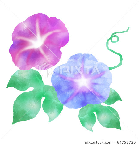 牽牛花牽牛花水彩風格插畫素材 64755729