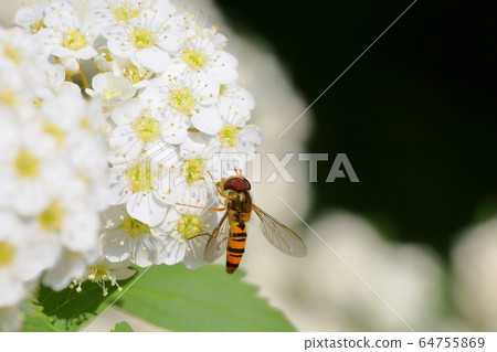 Kodemari and Hanaabu 64755869