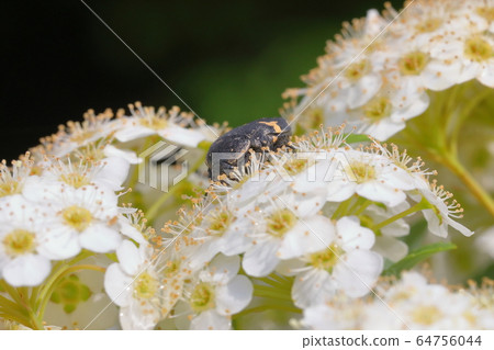 Kodemari and Hanamuri 64756044