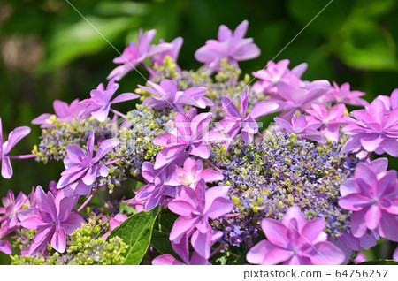 繡球花，繡球花，繡球花 64756257