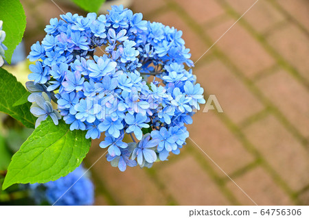 Hydrangea, hydrangea, hydrangea Hydrangea, hydrangea, hydrangea 64756306