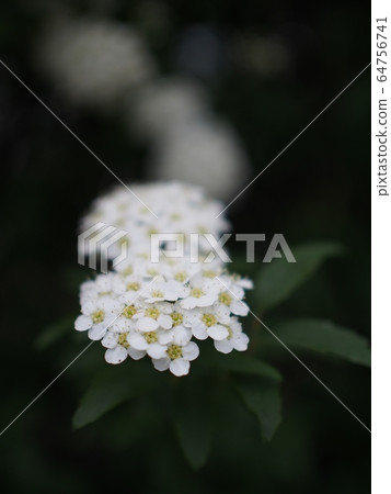 Kodemari blooming on the green path - Stock Photo [64756741] - PIXTA