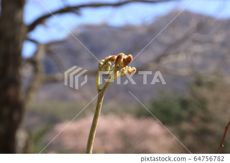 Pictures of bracken 64756782