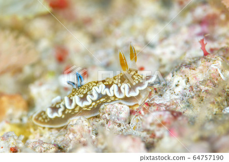 Kinno Ilumi 64757190