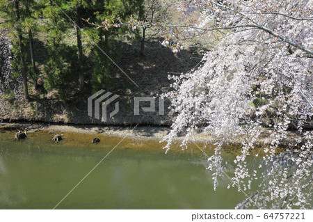 Ueda Castle Ruins Park Moat Cherry Blossoms 64757221