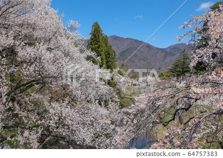 上田城跡公園護城河櫻花 上田城跡公園護城河櫻花 64757383