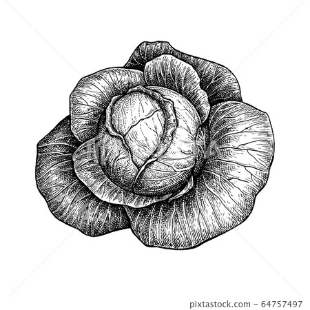 Ink sketch of cabbage - Stock Illustration [64757497] - PIXTA