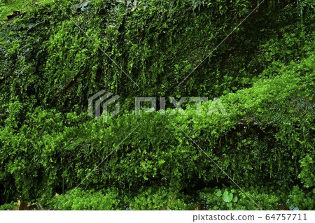 富多瀑布耳語瀑布 64757711