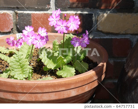 Primula 64757731