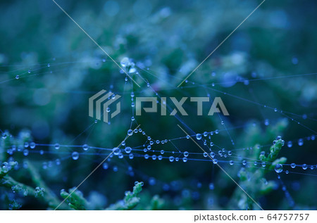 drops of morning dew in the web. Image with blue filter drops of morning dew in the web. Image with blue filter 64757757