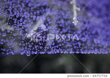 drops of morning dew in the web. Image with purple filter 64757758