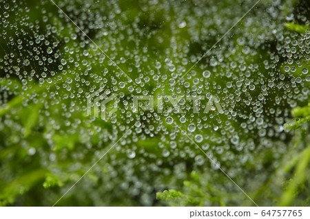 drops of morning dew in the web. Closeup image with shallow depth of field drops of morning dew in the web. Closeup image with shallow depth of field 64757765