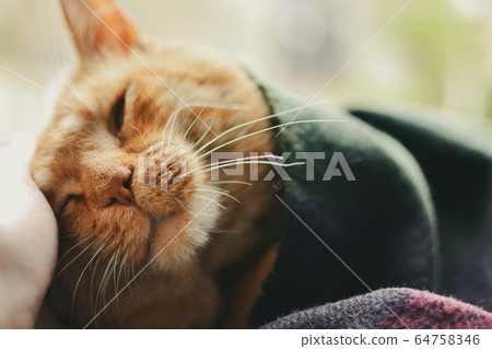 Beautiful red cat lies on the window. Cute ginger cat and blanket Beautiful red cat lies on the window. Cute ginger cat and blanket 64758346