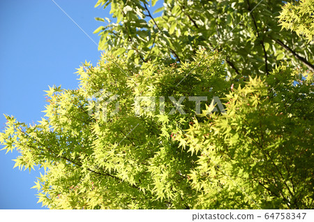 新鮮的綠色楓樹 新鮮的綠色楓樹 64758347