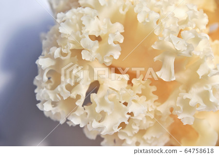 Mushrooms 64758618