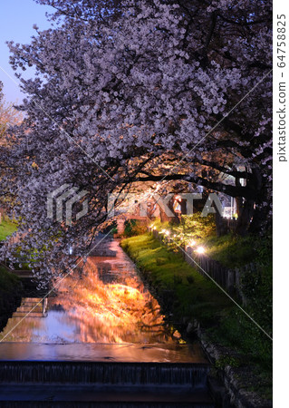 Honor cherry blossoms at night Honor cherry blossoms at night 64758825