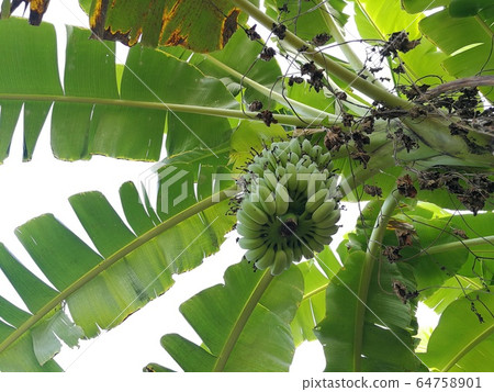Banana tree with its fruit 64758901