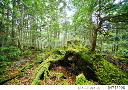 Moss forest 64758908