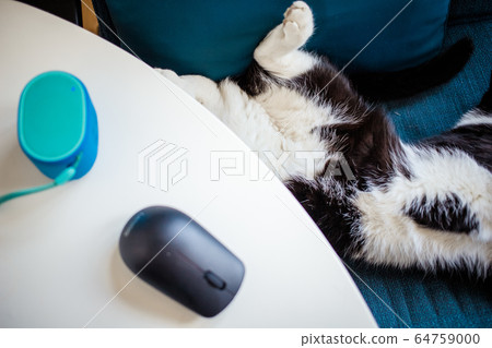 cute little cat sleeping in blue armchair pet cute little cat sleeping in blue armchair pet 64759000