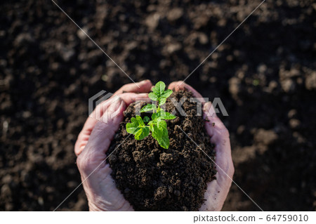 top view of hand holding tomato seedling and earth 64759010