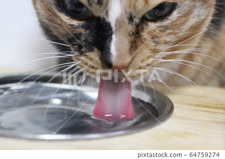 貓舌圖片 貓舌圖片 64759274