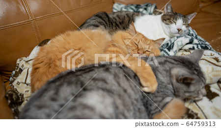 Three cats sleeping in the same orientation 64759313