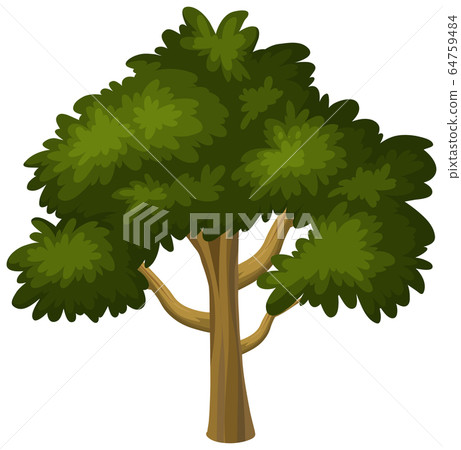 One big tree on white background - Stock Illustration [64759484] - PIXTA