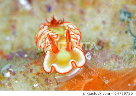 Akanesus nudibranch 64759739