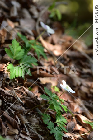 Ichirin浸泡 64759895