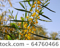 Blossoming of mimosa tree. Acacia pycnantha close up in spring, bright yellow flowers, coojong, golden wreath wattle, orange wattle, blue-leafed wattle 64760466