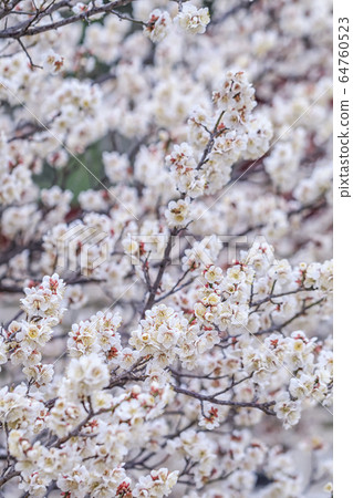 Plum, spring flowers Plum, spring flowers 64760523